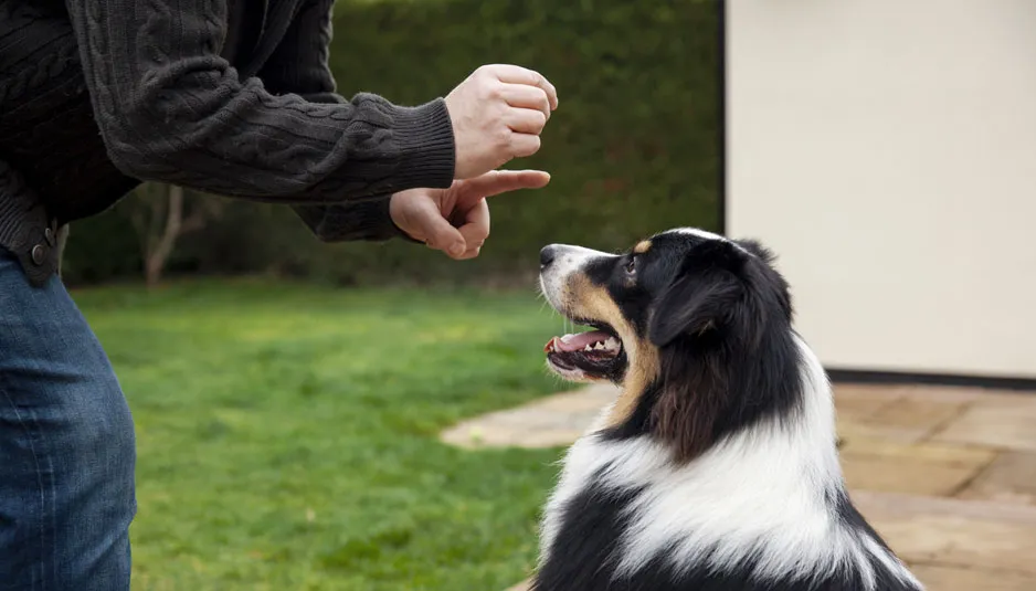 Albuquerque Dog Bite Lawyer & Law Firm