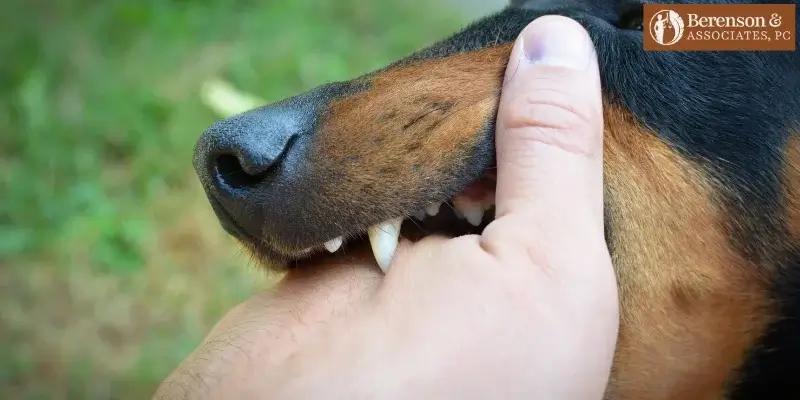 mejor abogado de santa fe en mordeduras de perro mejor abogado de santa fe en mordeduras de perro